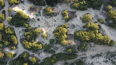 Sanddünen-Und-Bäume-Am-Strand-Von-Valdevaqueros-In-Der-Nähe-Von-Tarifa,-Spanien