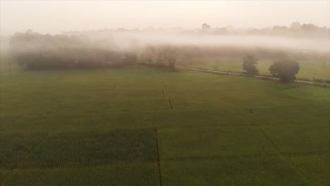 Foto-Reveladora-De-Campos-De-Arroz-Llenos-De-Niebla-Matutina