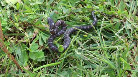 tiro estático en cámara lenta de una serpiente en la hierba enrollada mirando a un atacante