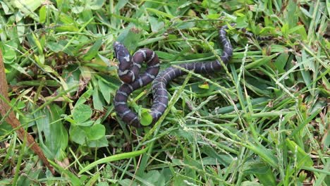 slow motion static shot of a snake in grass coiled up watching an attacker