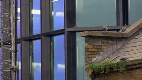 Pigeons-on-brick-house-tile-slate-roof-next-to-glass-and-metal-structure