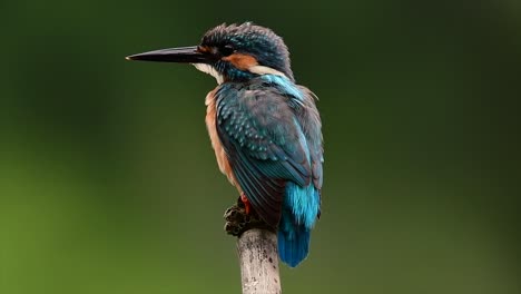 This-Common-Kingfisher-was-so-friendly-that-it-allowed-me-to-come-very-close-as-I-took-this-footage