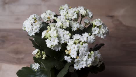 rociar agua nebulizada sobre un kalanchoe de flores blancas - cerrar