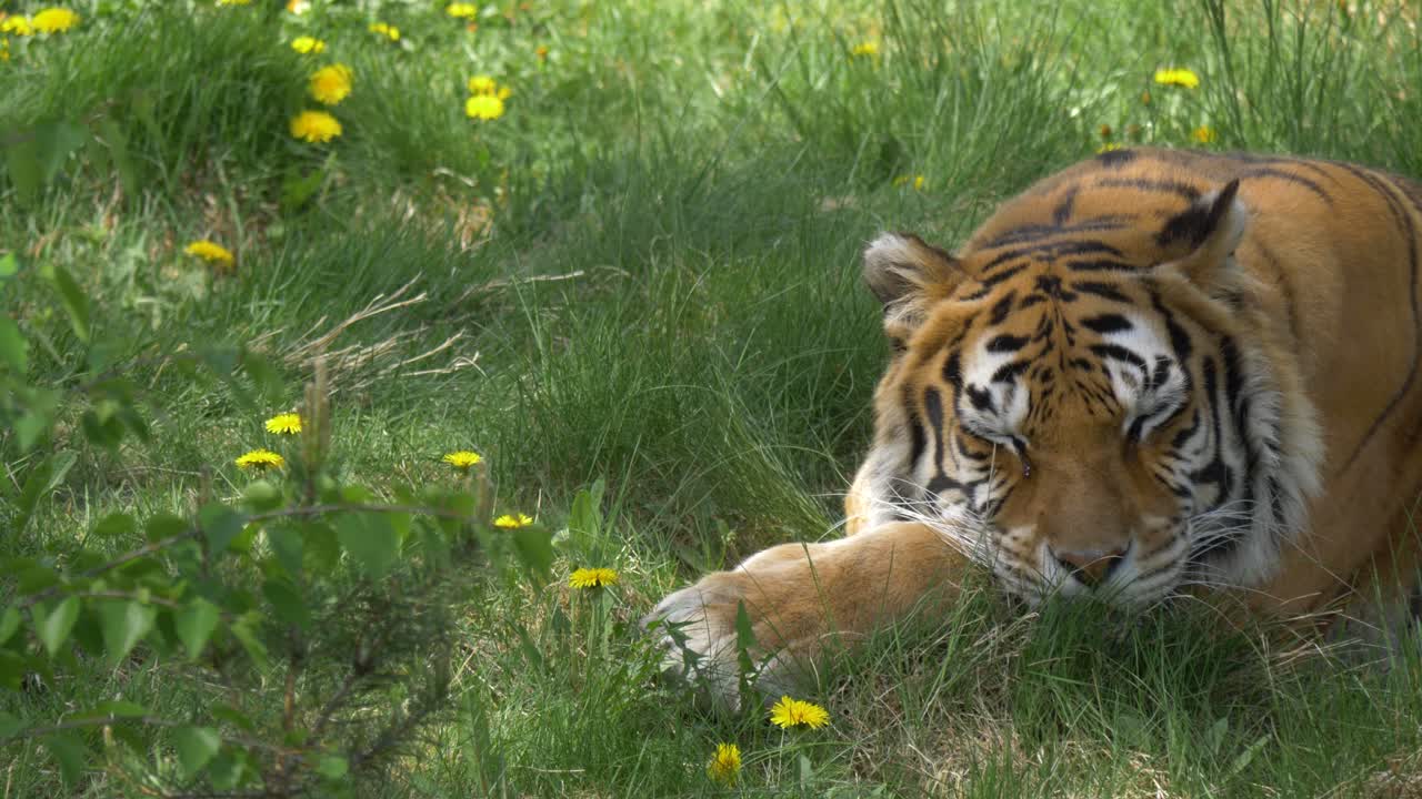 시베리아, 러시아의 잔디밭에서 쉬고 있는 벵골 호랑이