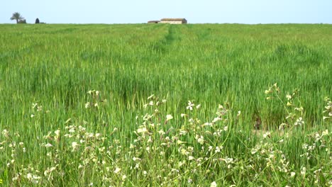 green barley field, oats in the field