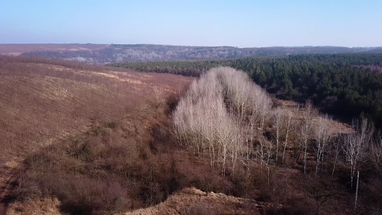 paisaje aéreo toma delantera del bosque con pinos y abedules, szűcsi, hungría, europa
