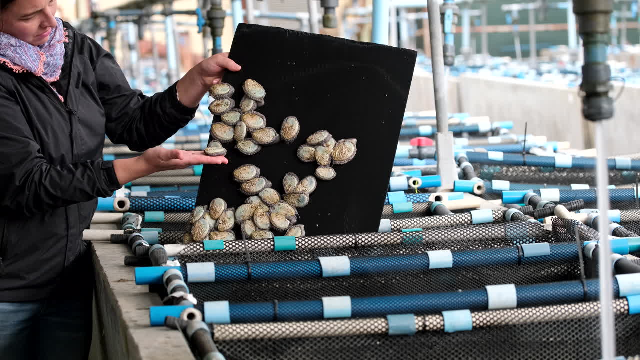 Abalone Farming: Sustainable Seafood Production