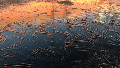 ice crystals formed in a small puddle in a parking lot