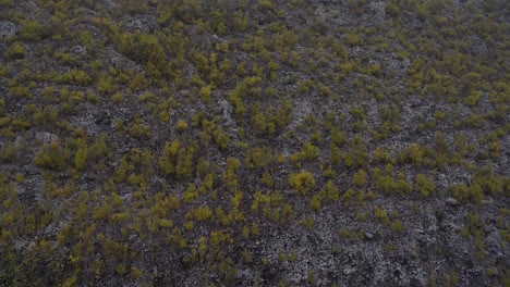 Close-up-on-a-vertical-mountain-wall-covered-of-urzes-in-a-winter-day-with