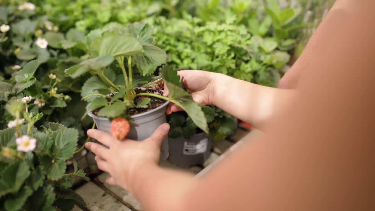 Garden center customers choosing strawberry plants