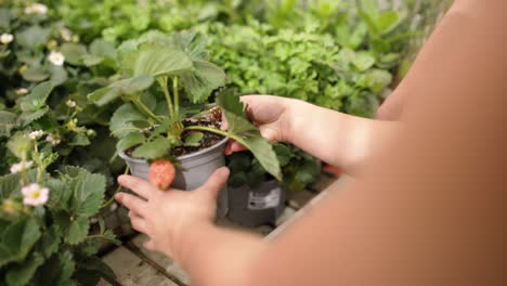 garden center customers choosing strawberry plants