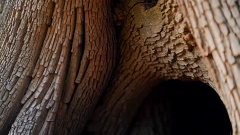 close-up of weathered tree bark with hollow