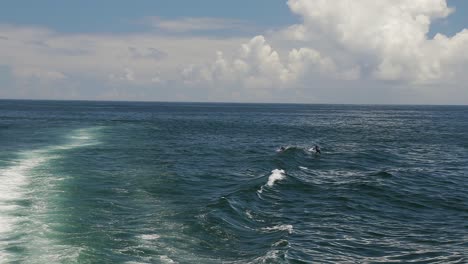 una toma en cámara lenta de delfines saltando sobre las olas creadas por los motores de un catamarán