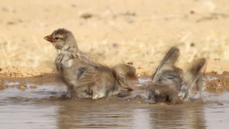 flock of house sparrows (passer domesticus) drinking water from a spring in the desert