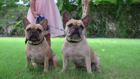 girl holding leash of two french bulldog at garden in summer.