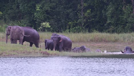 Elefante-Indio,-Elephas-Maximus-Indicus,-Parque-Nacional-Khao-Yai,-Una-Grabación-De-4k,-Rebaño-Bañándose-En-Un-Lago-Justo-Antes-Del-Anochecer-Mientras-Otros-Esperan