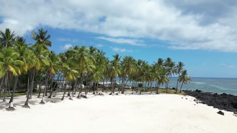 palm trees line a white sand beach with clear skies and ocean view in tropical paradise