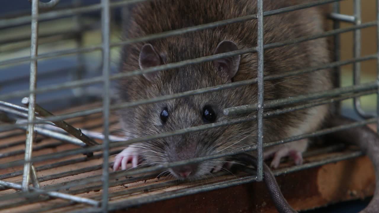 una rata marrón, rattus norvegicus, en una trampa.