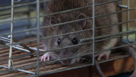 una rata marrón, rattus norvegicus, en una trampa.
