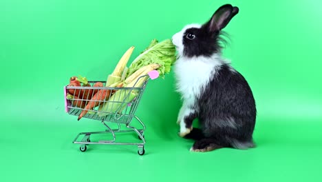 conejo en el fondo de la pantalla verde. animal espiritual y mascota inteligente para la pascua