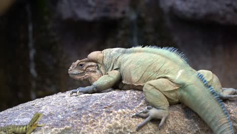 Endangered-reptile-species,-rhinoceros-iguana,-cyclura-cornuta-spotted-on-the-rock,-blend-in-with-the-surrounding-environment,-staring-at-Australian-water-dragon,-intellagama-lesueurii,-close-up-shot