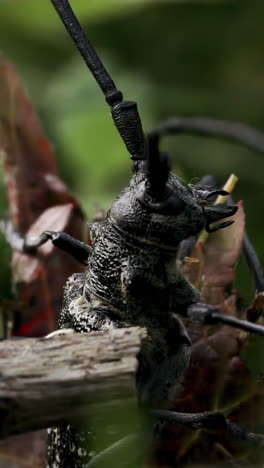 longhorn beetle on a branch