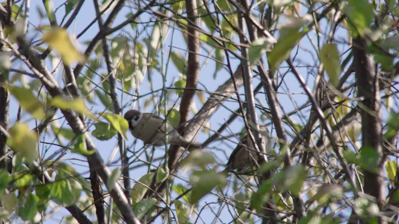 gorriones eurasiáticos posados en el árbol en tokio, japón durante el día - tiro de ángulo bajo