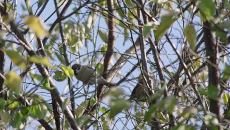 Eurasian-Tree-Sparrows-Perching-On-The-Tree-In-Tokyo,-Japan-At-Daytime---low-angle-shot