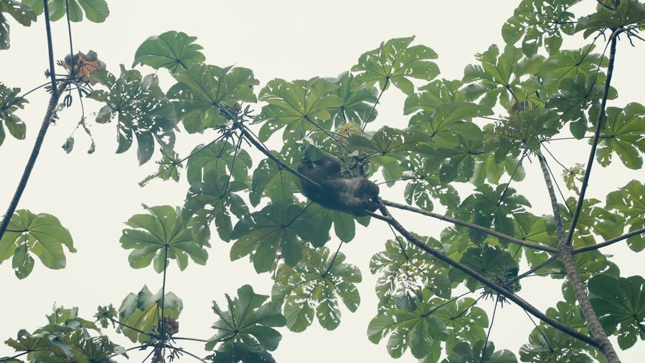 나무에 있는 게으름