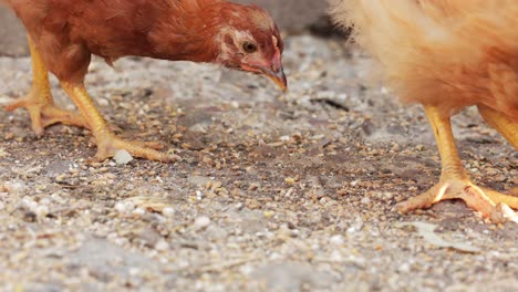 chickens peck grain on the ground - close up