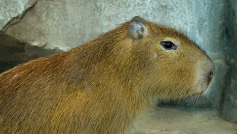 capybara 靠近岩石,在岩石上咀嚼