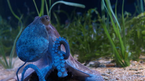 pulpo en un acuario de cerca