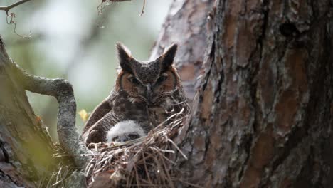 adult great horned owl with baby owlet chick waking up on nest - isolated close up shot