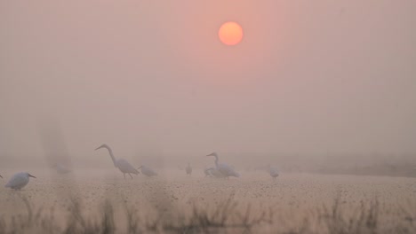 Bandada-De-Garcetas-Pescando-Al-Amanecer