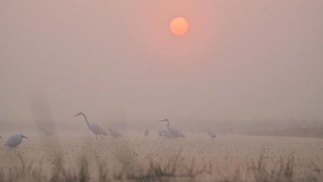 flock of egrets fishing in sunrise