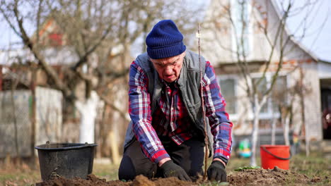 senior gardener ramming down the ground around the newly-planted young tree. hard work in the garden.