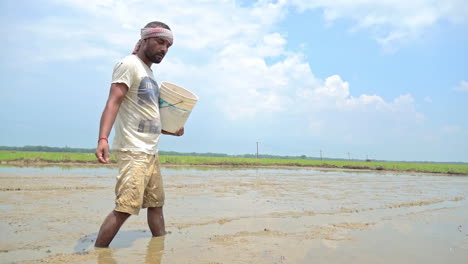 An-Indian-adult-farmer-holding-bucket-and-spreading-paddy-grains-in-the-agricultural-field,-slow-motion