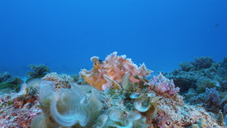 a beautiful pink rhinopias eschmeyeri sways gently above an underwater volcanic rock with a deep blue ocean background