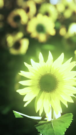 close-up of a sunflower in a field