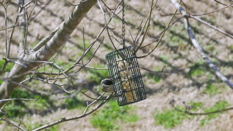 carbonero de carolina en un comedero para pájaros de sebo durante el final del invierno en carolina del sur