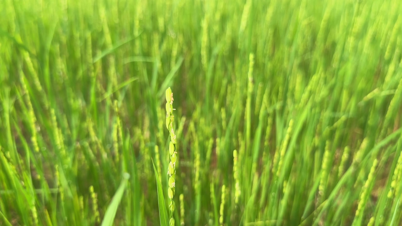 A young rice ear in focus sways gently in the breeze, with a blurred background of lush green paddy plants moving in the wind.