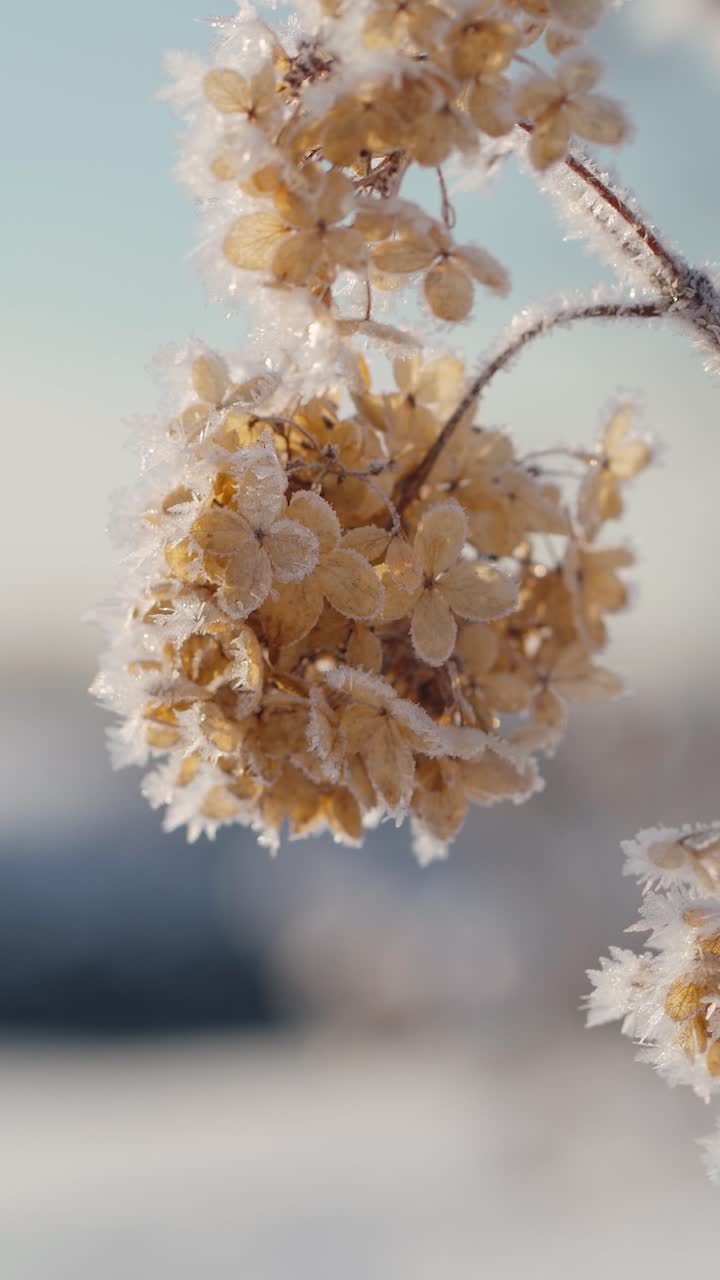Video verticale in primo piano di fiori di ortensia appassiti a petali grandi in una fredda mattina d'inverno. Brina sui fiori secchi. Piante nella brina del mattino