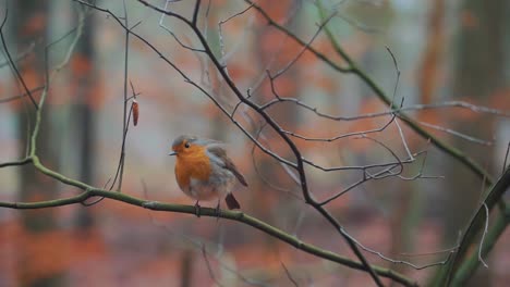 European-Robin-Looking-Around-While-Resting-On-Branch-Of-Tree-In-Zeist,-Netherlands
