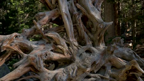 close up of exposed roots from a fallen tree in a forest, tilt up