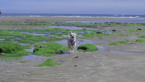 Perro-Pequeño-Corriendo-Y-Saltando-En-Una-Playa,-Cámara-Súper-Lenta