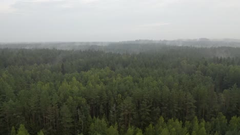 vuelo de drones sobre bosques de niebla