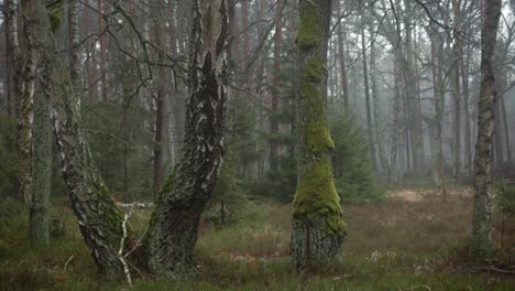 grandes abedules cubiertos de musgo en un bosque malhumorado del parque nacional de kampinos en polonia