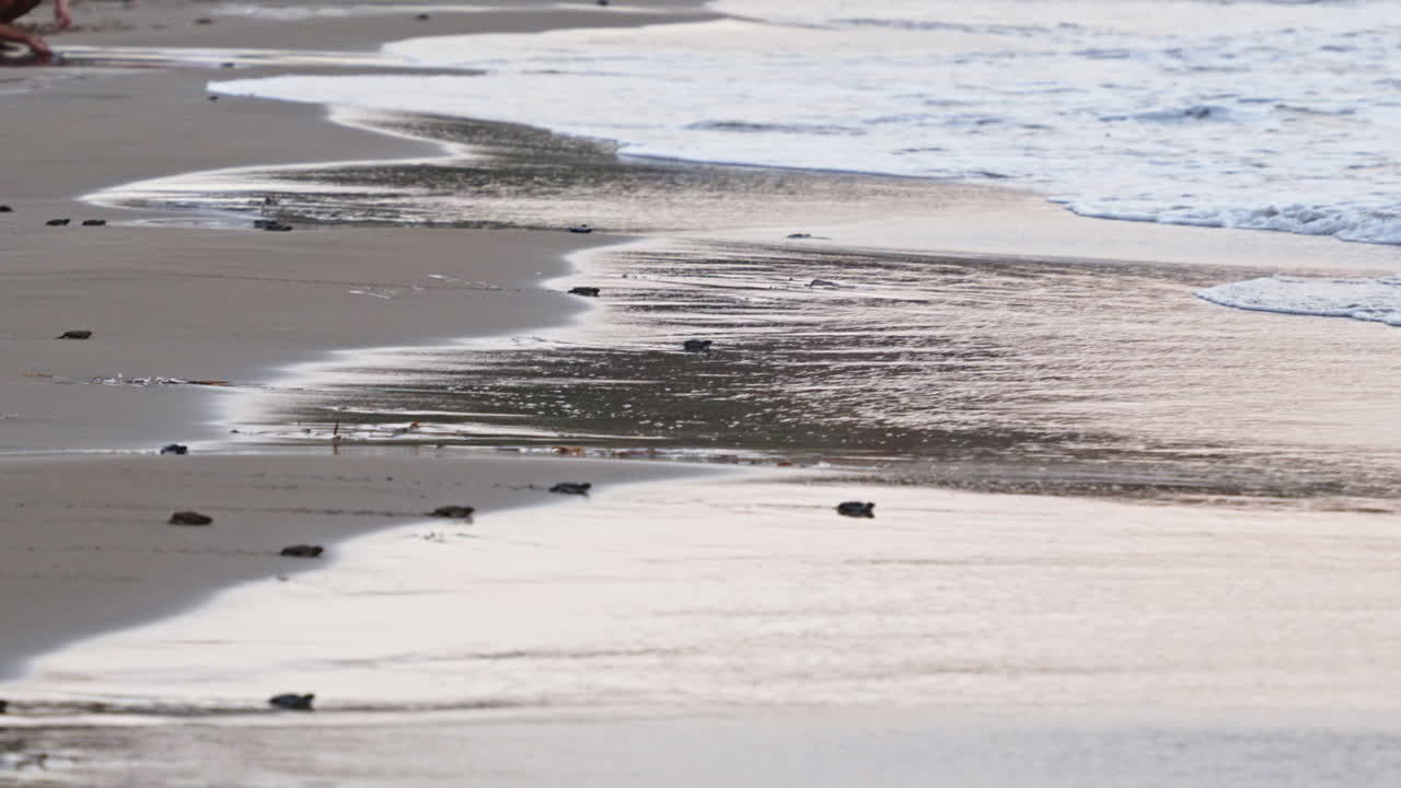 새끼 바다 거북이 들 이 모래 해변 을 따라 새벽 에 바다 로 향 하고 있다