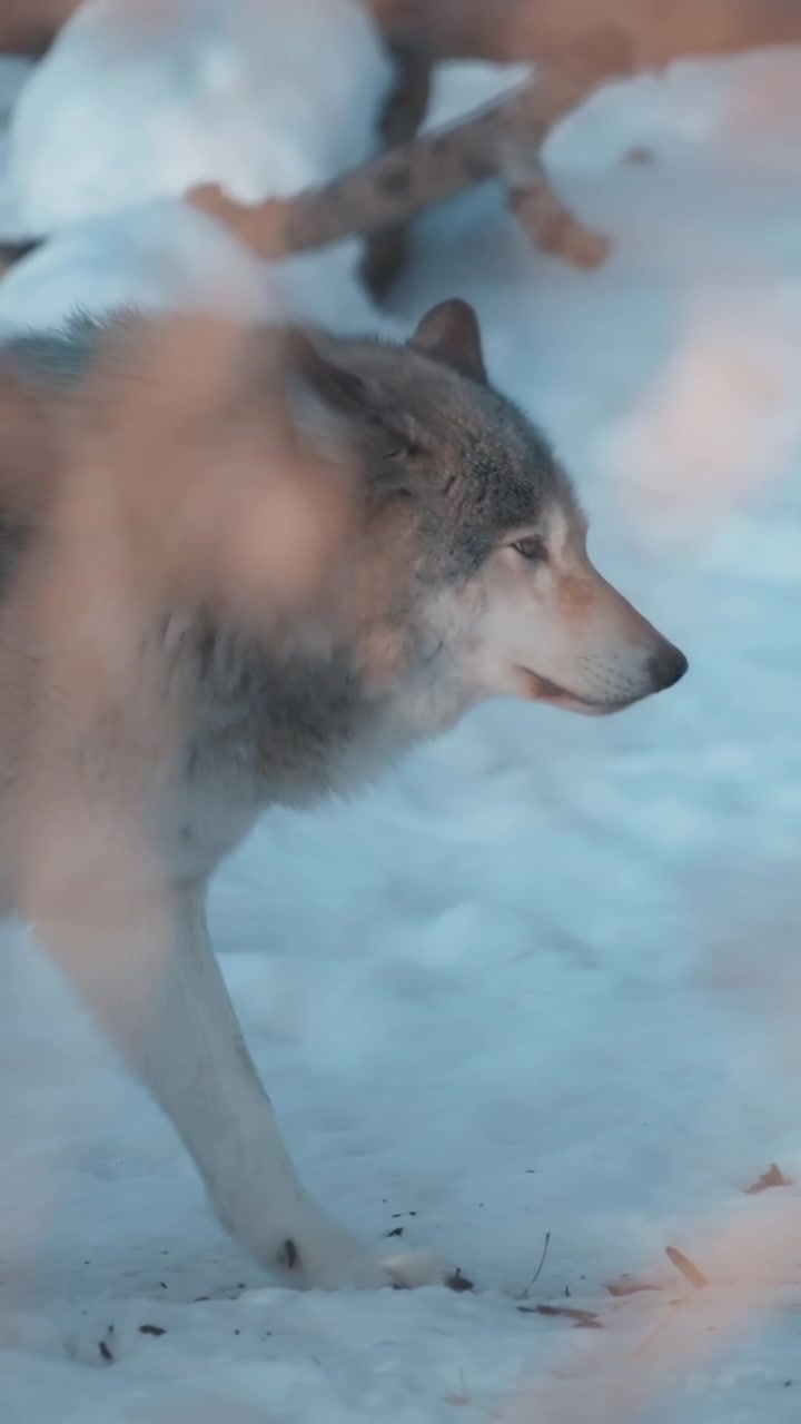Grey wolf walking between the forest trees in winter. Vertical.