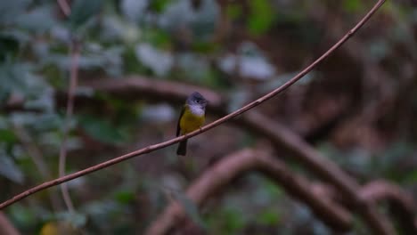 perched on a small vine while busy looking around as the camera zooms in, gray-headed canary-flycatcher culicicapa ceylonensis, thailand